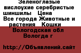 Зеленоглазые вислоухие серебристые шиншилы › Цена ­ 20 000 - Все города Животные и растения » Кошки   . Вологодская обл.,Вологда г.